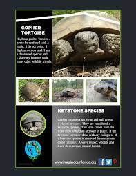 How To Save A Gopher Tortoise Who Is Crossing The Street Imagine Our Florida Inc