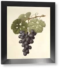 Image result for Vitis sp.