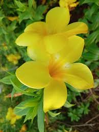 Image result for Allamanda cathartica