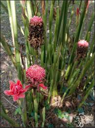 Image result for Laggera elatior