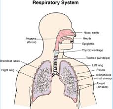 Along with the nose, paranasal sinuses and nasolacrimal duct, the. The Respiratory System Diagram Quizlet