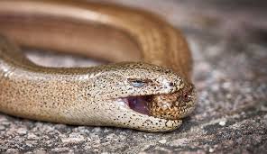 How long can worms live under water? Slow Worms Britain S Most Unusual Lizards Natural History Museum