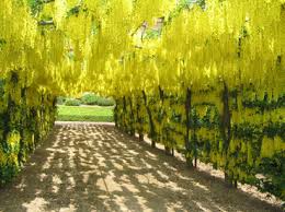 Image result for Laburnum