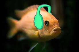 The Fish Cant Hear Anything Over All This Noise Link To Original Article Keep It Down Will Ya Underwater Noise Pollution Cause Noise Pollution Fish Pet Fish