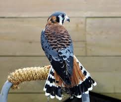 See more ideas about birds of prey, pet birds, beautiful birds. Birds Of Prey American Kestrel Eastern Screech Owl Harris S Hawk And Red Tailed Hawk The Old Farmer S Almanac