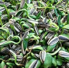 Apa saja manfaat makan kuaci? Bibit Biji Bunga Matahari Sunflower Kuaci Isi 1000 Bibit Lazada Indonesia