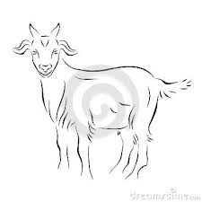 Black And White Goat Vector Goat Black And White Drawing Goat Ink Line Art Stock Vector Image 49030929 Animal Line Drawings Line Art Goats