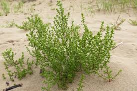 Image result for Salsola kali