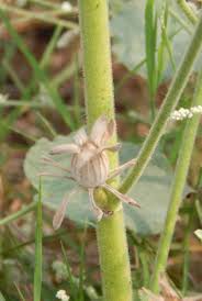 Image result for Hibiscus panduriformis