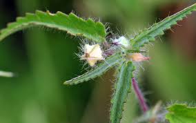 Image result for Sida serratifolia