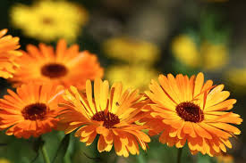 Calendula An Herb For Your Medicinal And Tea Garden Plus Everything You Need To Know About It Benefits Uses Preparations And Recipes All Posts Healing Planting Flowers Calendula Marigold Flower