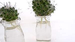 While the species plant grows up to 30 feet tall in its native habitat, when grown indoors, it can be pruned to water once every two or three weeks in summer and then reduce watering to once a month in fall. How To Propagate Fishhook Cactus From Cuttings In Water Using Small Glass Bottles Youtube