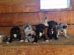 Hanging Tree Cowdog Cross Puppies Born 9 22 14 Mutt Puppies Puppies I Love Dogs