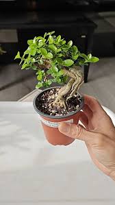 Image result for Premna