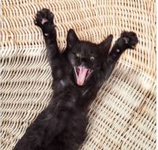 Rabid Black Cat Brought To Hudson Valley, New York Shelter