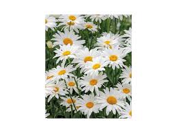 Image result for foto Kopretina