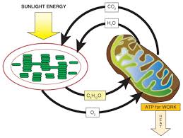 Powering The Cell Cellular Respiration And Glycolysis