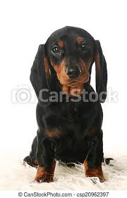 Akc dachshund breeder and puppy sales we take pride in breeding quality puppies for sale from top bloodlines, this kennel has champion bloodline puppi… akc miniature dachshund puppies 761.64 miles breed: Dachshund Puppy On White Dachshund Puppy Isolated In Front Of White Background Canstock