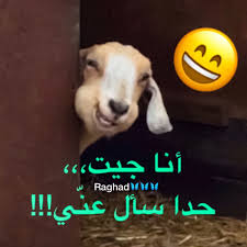 desertrose حدا سأل funny