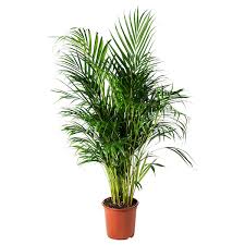 Dypsis Lutescens زرع في وعاء نبات أريكة بلم 24 سم Ikea