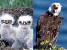 Science: Do All Animals Resemble Their Parents When Born? In 2024 | Teacher  Worksheets, Sunday School Bible Lessons, Bible For Kids