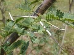 Image result for Prosopis pallida