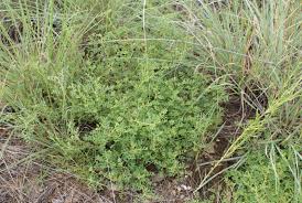 Image result for Indigofera daleoides