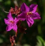 Image result for Heterotis canescens