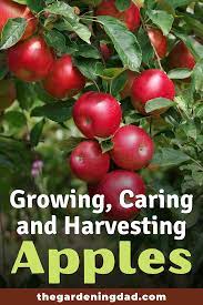 How To Grow Apple Trees In 10 Easy Steps The Gardening Dad Fruit Trees Backyard Apple Tree Apple Tree From Seed
