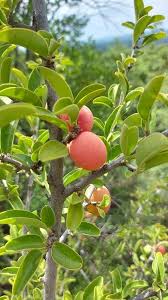 Image result for Ximenia afra