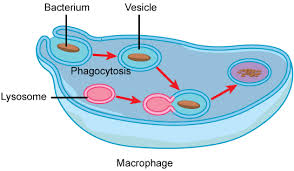 What is the main function of the lysosome in an animal cell. Animal Cells Versus Plant Cells Biology For Non Majors I