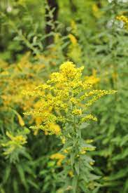 Goldenrod Flowers Goldenrod Flower Goldenrod Flowers