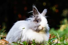 30 makeup brands that ttill test on animals in 2019. Brands That Test On Animals Paws Off Beauty