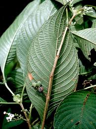 Image result for Guettarda