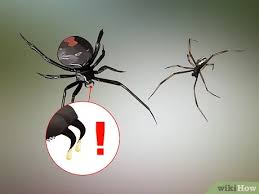 The redback spider, aka the australian black widow, is a species of highly venomous spider originating in the south australian & adjacent western australian deserts, but is now found throughout australia, southeast asia and new zealand; 3 Ways To Identify A Redback Spider Wikihow