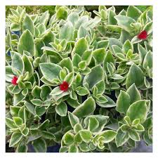 We did not find results for: Aptenia Cordifolia Variegata