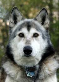Pin On Wolf Dog Hybrid