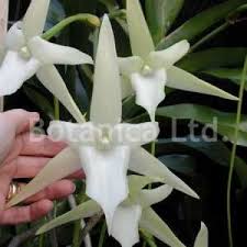 Image result for Rhipidoglossum