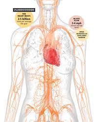 It's the morning of your bloodwork and your doctor blood tests help doctors check for certain health problems and find out how well your body is working. Our Bodies Velocities By The Numbers Discover Magazine