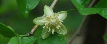 Image result for Pleurolobus salicifolius