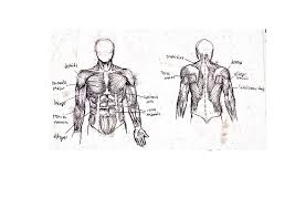 Learn more about the composition, form, and physical adaptations of the human body. Sean Leong Human Torso Anatomy