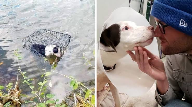 Dog Rescued from Frozen Lake Finds Perfect Forever Home with Rescuer | The Rover Blog