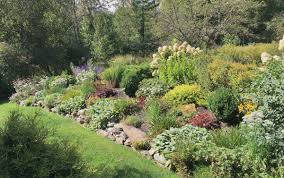Golden oregano is perfect for growing in containers on a deck or indoors on a sunny windowsill. Best Ground Covers For Sun Longfield Gardens