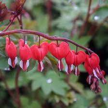 Dicentra Lamprocapnos Spectabalis Hordival Valentine Bleeding Heart From Midwest Groundcovers Bleeding Heart Flower Farm Rabbit Resistant Plants
