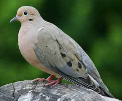 List Of Birds Of California Wikipedia Mourning Dove Pet Birds Animals