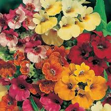 Image result for Nemesia