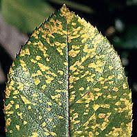 Image result for rez rzivost ostru%u017Einy