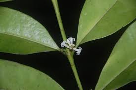 Image result for Craterispermum