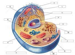 Learn vocabulary, terms, and more with flashcards, games, and other study tools. Animal Cell Parts Images Diagram Quizlet