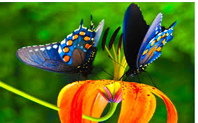 Colourful Birds And Butterflies Wallpaper Colorful Butterfly Hd Wallpaper Jpg 1920 1200 Most Beautiful Butterfly Beautiful Butterfly Images Beautiful Butterflies